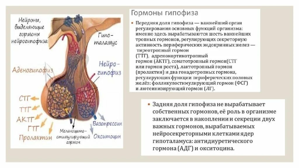 Гипофиз независимые. Гормоны передней доли гипофиза (аденогипофиз).. Строение гормонов передней доли гипофиза. Функции гормонов задней доли гипофиза.