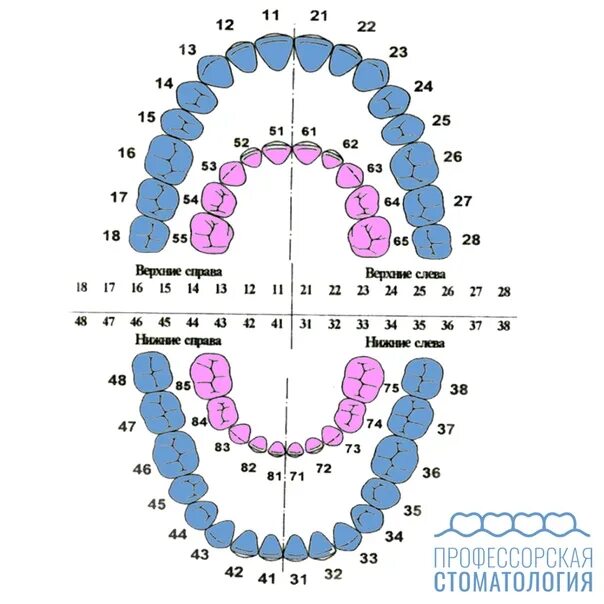 Нумерация зубов в стоматологии схема у взрослых. Зубная формула молочных зубов схема. Зубная формула постоянных зубов имеет вид. Зубная формула стоматология схема. Нумерация зубов в стоматологии схема у детей молочных зубов.