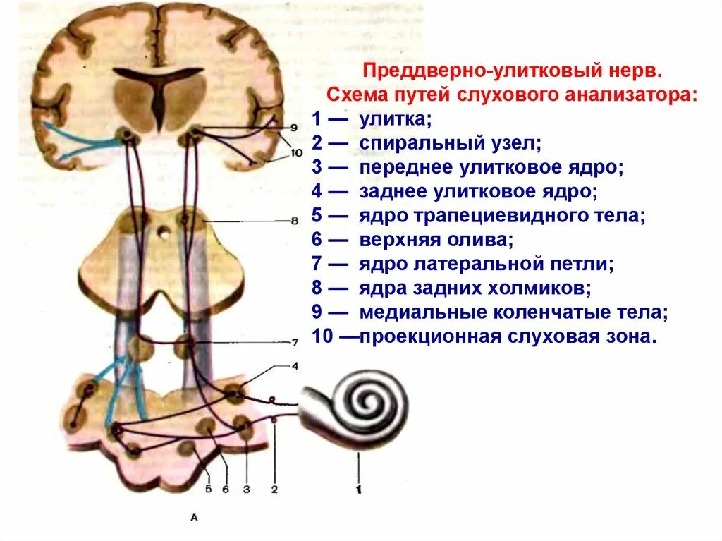 Проводящие пути слухового анализатора Нейроны. Проводящие пути слухового анализатора схема анатомия. Слуховой анализатор анализатор. Преддверно-улитковый нерв схема. Проводящий путь органа слуха