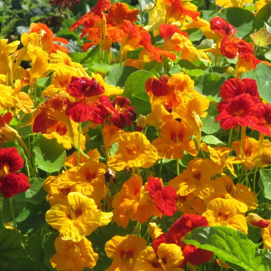 Настурция пурпурная империя. Настурция капуцин. Настурция майская. Настурция сальмон. Настурция джевел.