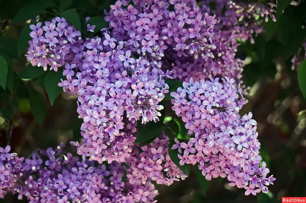 в палисаде расцвела сирень текст. белая сирень. красивый стишок о сирени. краткое сообщение о сирени. стихи о белой сирени.