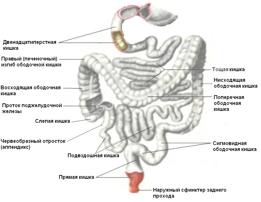 Подвздошная кишка анатомия. Тонкая и 12 перстная кишка. Строение тощей кишки анатомия. Строение подвздошной тонкой кишки. Кишечник анатомия подвздошная кишка.