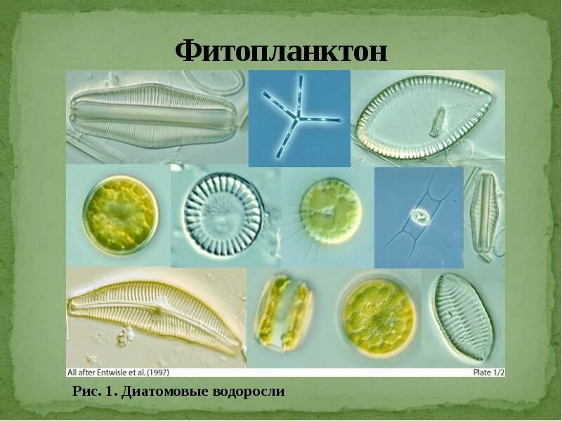 Фитопланктон водоросли. Диатомовые водоросли хлорофилл. Планктонные диатомовые водоросли. Фитопланктон диатомовые водоросли. Планктонные водоросли представители.