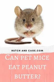 Mice have