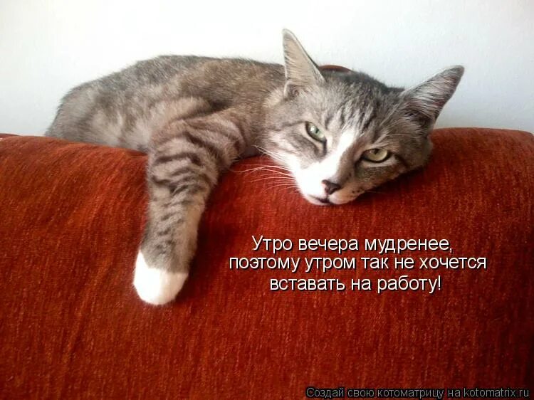 Хочешь не хочешь а надо вставать. Когда с утра на работу. Хочешь не хочешь а надо вставать. Не хочу вставать. Мем в кровати.