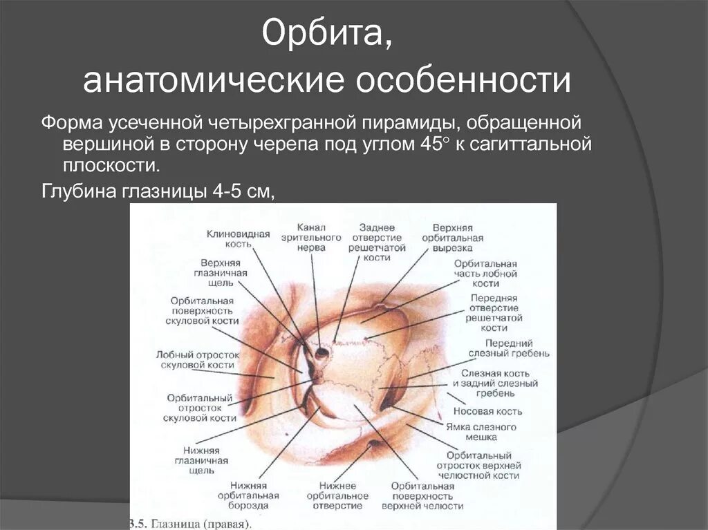 Части глазницы. Верхняя орбитальная кость. Глазничная кость. Орбитальная кость орбитальная кость.