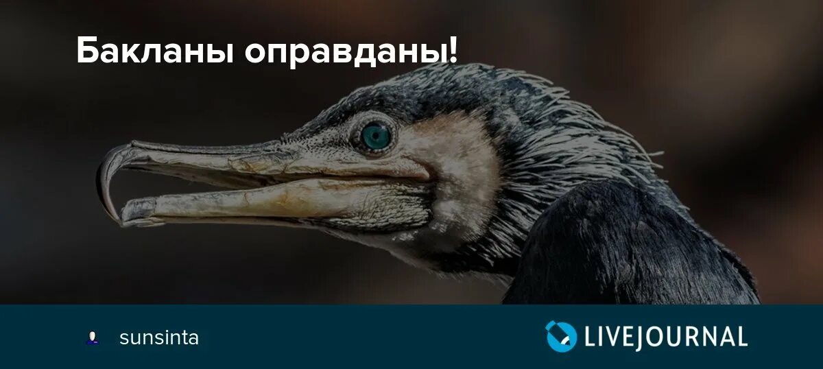 Баклан мемы. Албин и бакланы. Бакланы склевали крышу. Баклан прикол.