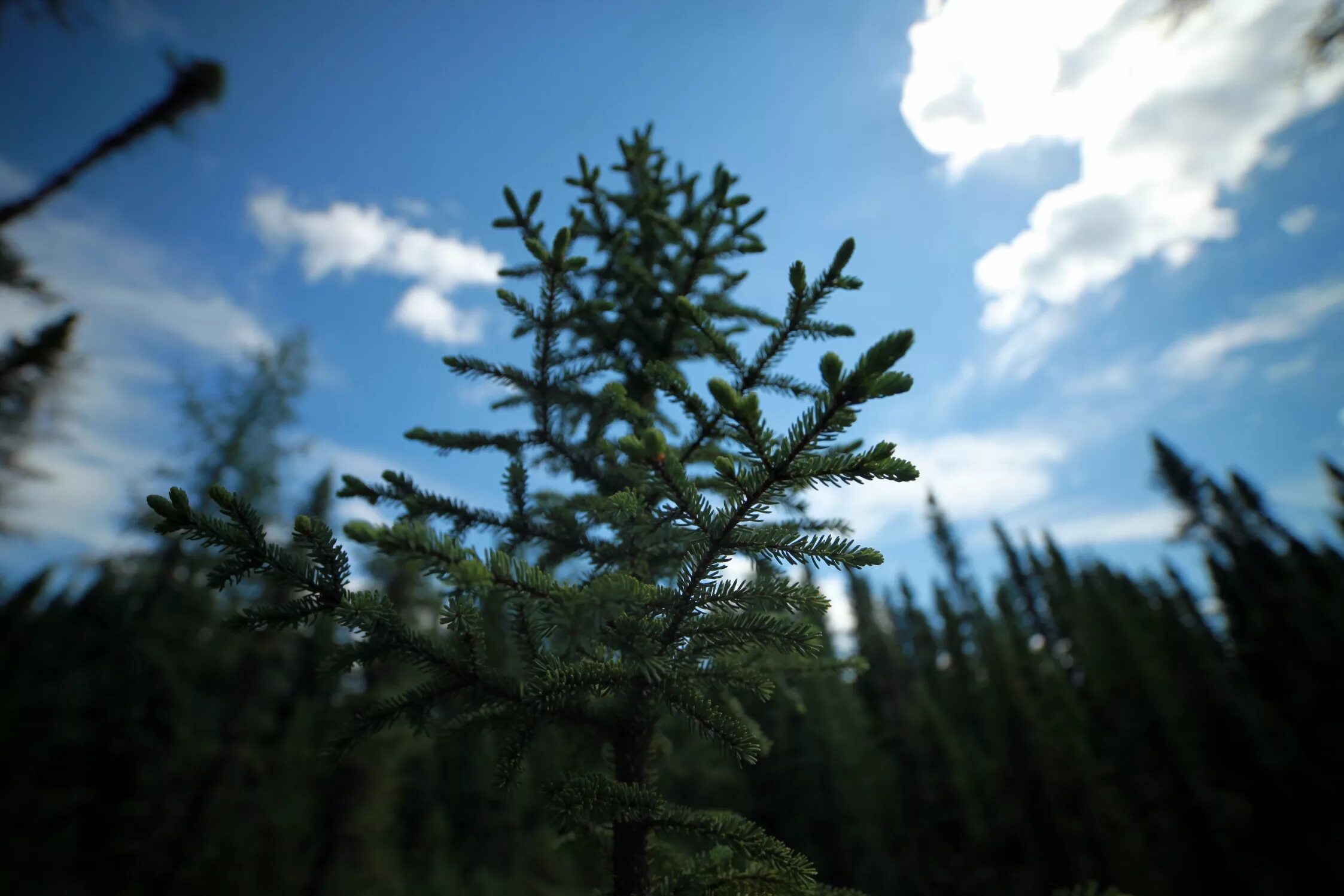 Черная ель Канада. Чёрная ель в Северной Америке. Черная ель Black Spruce. Ель североамериканская.