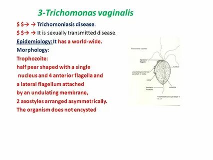 Trichomonas vaginālis