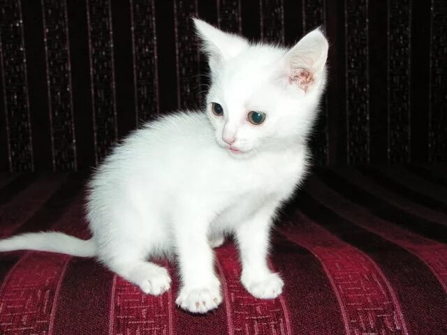 Котенка зовут пушок