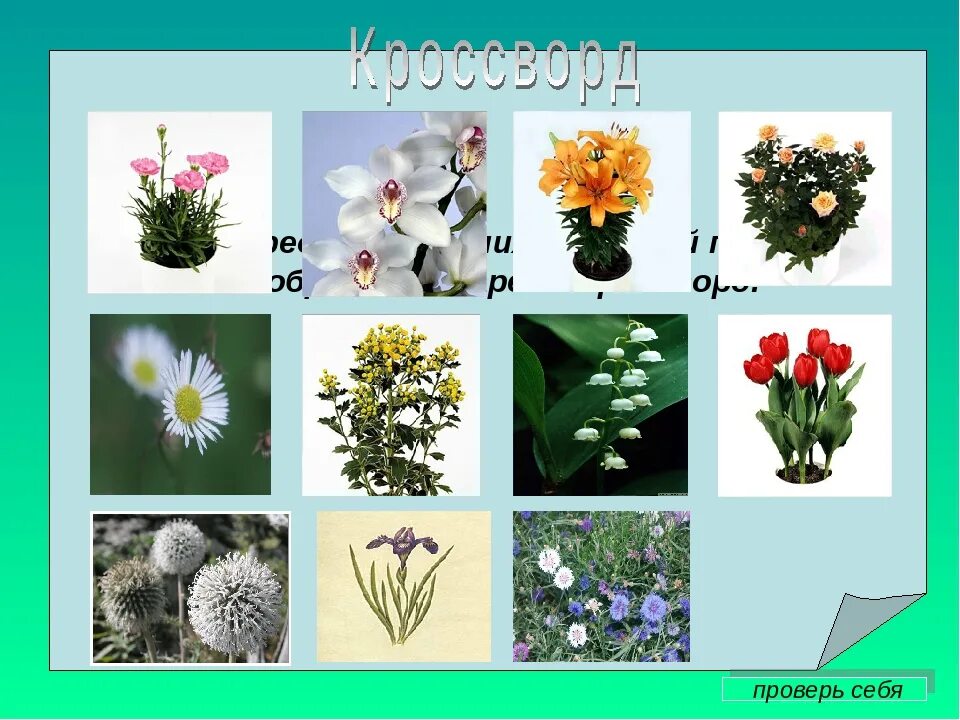 Растения с двумя названиями. Названия цветов растений. Цветы по отдельности с названиями. Названия цветов по окружающему миру.