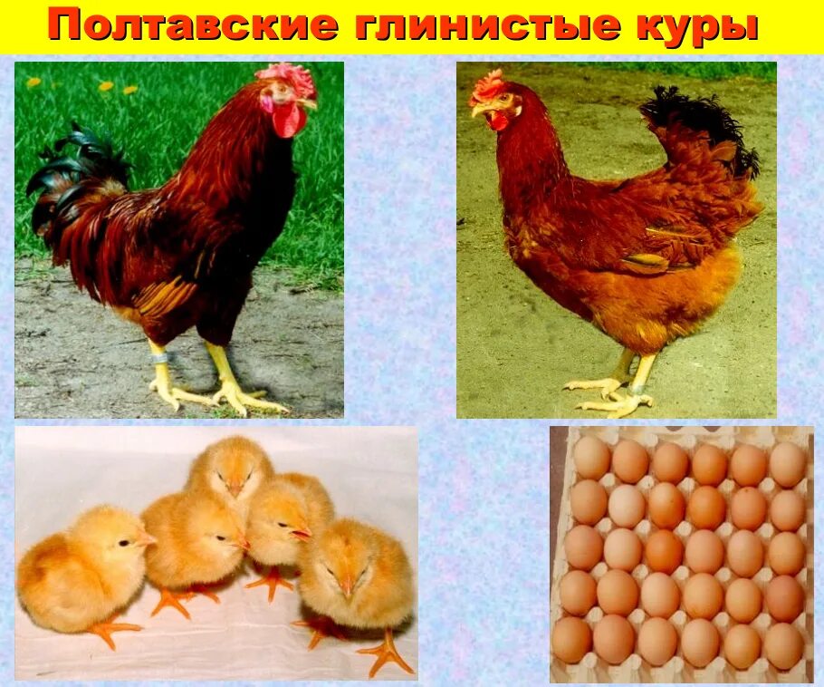 Какие породы кур яичные. Породы кур несушек яичного направления. полтавская глинистая птицы мясояичных кур. породы куриц несушек с фотографиями. разновидности яичных кур несушек.