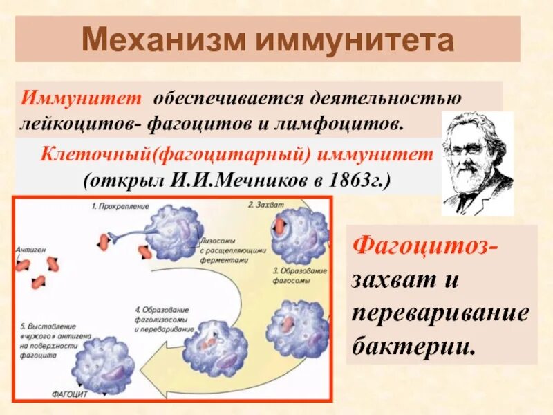 Мечников учение о клеточном иммунитете. Клеточный иммунитет фагоцитоз. Мечников фагоцитоз клеточный иммунитет. Схема клеточного механизма образования иммунитета. Фагоцитарная теория иммунитета Мечникова.