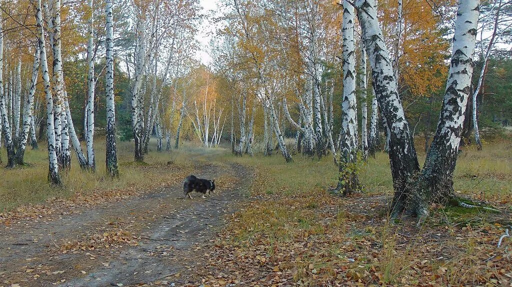 Березовый лес Плес. Вороньё в березовой роще. Березовая роща Краснодарский край. Тургенев в березовой роще