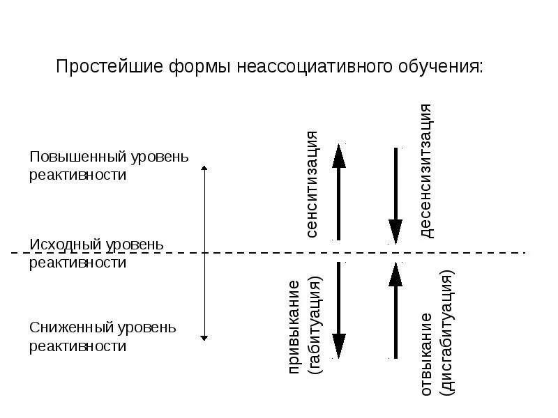 Ассоциативное обучение. Формы неассоциативного научения. неассоциативное поведение. неассоциативное научение примеры. простые формы поведения.
