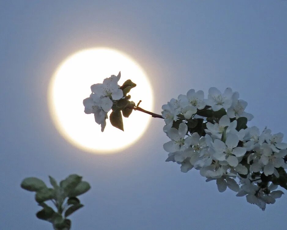 Спокойно апрель. Весенняя ночь. Весенние цветы ночью. Лунный цветок..