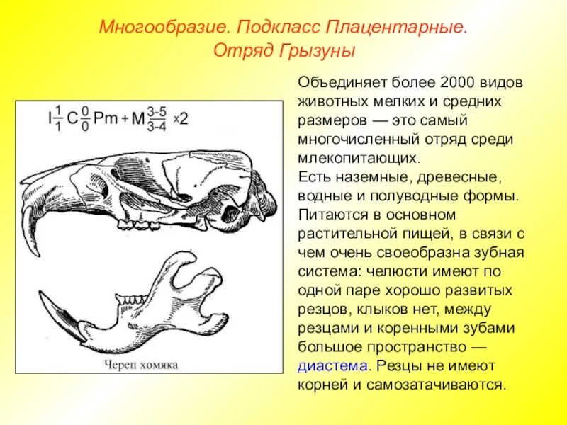 Черепа отрядов млекопитающих. Череп млекопитающих. Строение черепа хищных млекопитающих. Череп копытных млекопитающих.