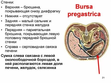 Стенки брюшины