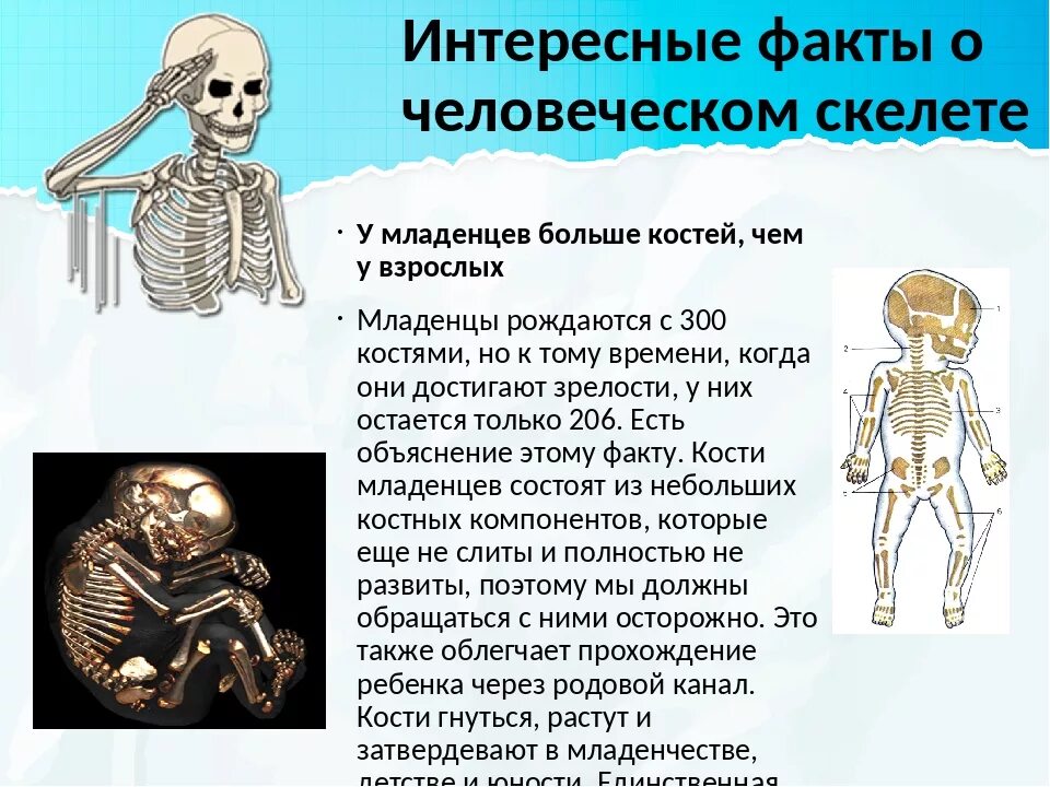 Сколько костей у новорожденного. Факты о скелете человека. "Интересные факты о костях и скелете". Самый интересный факт про скелет человека. Факты о костей человека интересные.