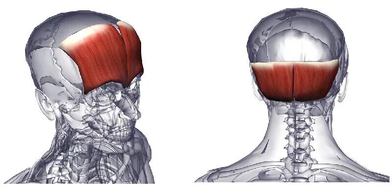 Прикрепление надчерепной мышцы. Лобная мышца функции. Височнотеменгач мышца. Мышцы головы и шеи вид сбоку. Височнотеменнач мвшца.