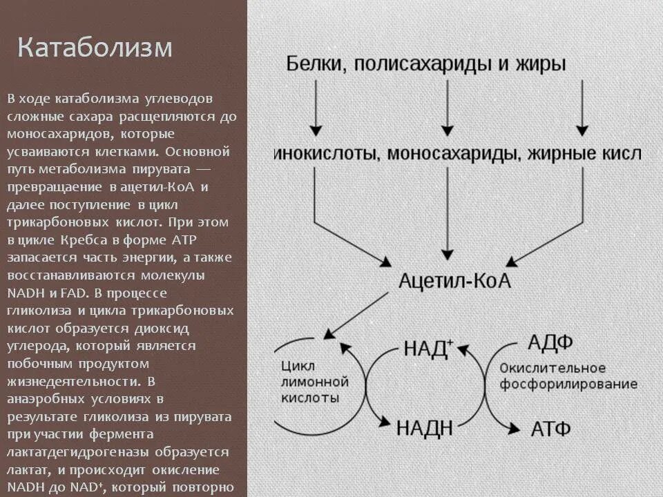 Основные пути катаболизма углеводов. Главный путь катаболизма углеводов. Конечный продукт катаболизма углеводов. Роль реакций катаболизма.