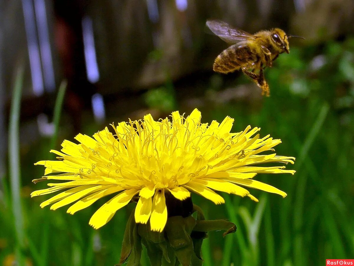 пчела за данью полевой летит из кельи восковой. пчела за данью полевой летит из кельи восковой. александр пушкин гонимы вешними лучами. пчела за данью полевой. пчела из кельи восковой летит.