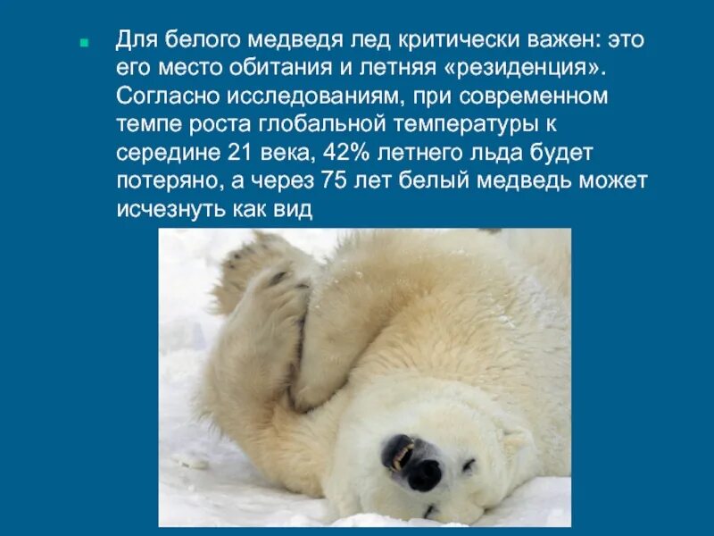 Исследовательская работа белые медведи