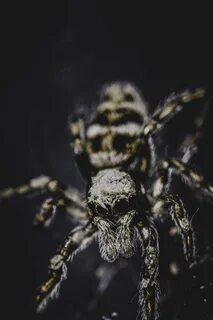 Spider телефон