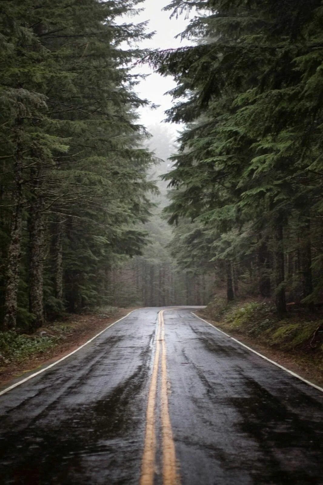 Путник на дороге. Цитаты про расстояние. Что многие из них далеко. Дорога жизни. Лесная дорога.