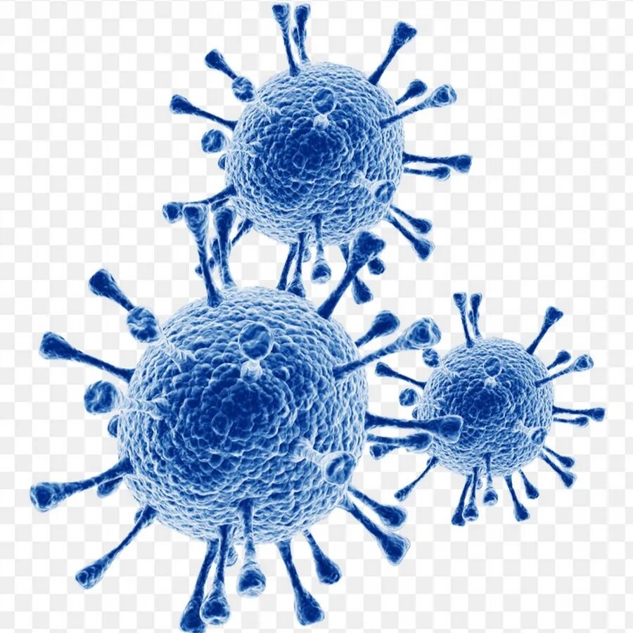 Вирус ковид. Вирус вирус коронавирус. Вирус коронавирус коронавирус. Вирус ковид на прозрачном фоне. Векторный коронавирус