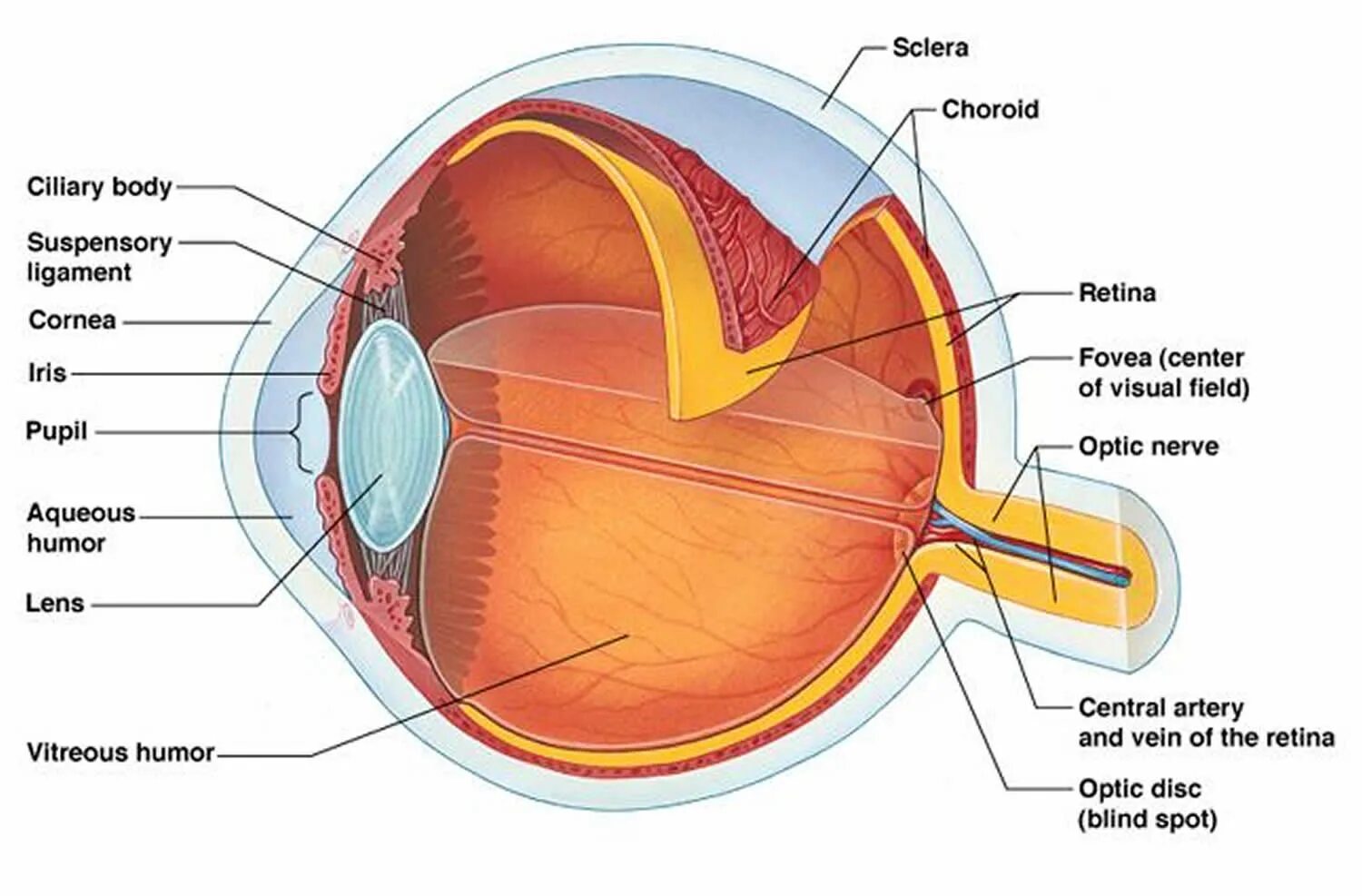 Схема строения оболочек глазного яблока. Строение глаза анатомия и функции. Склера сосудистая оболочка сетчатка. Строение наружной оболочки глазного яблока. За зрачком в органе зрения человека находится
