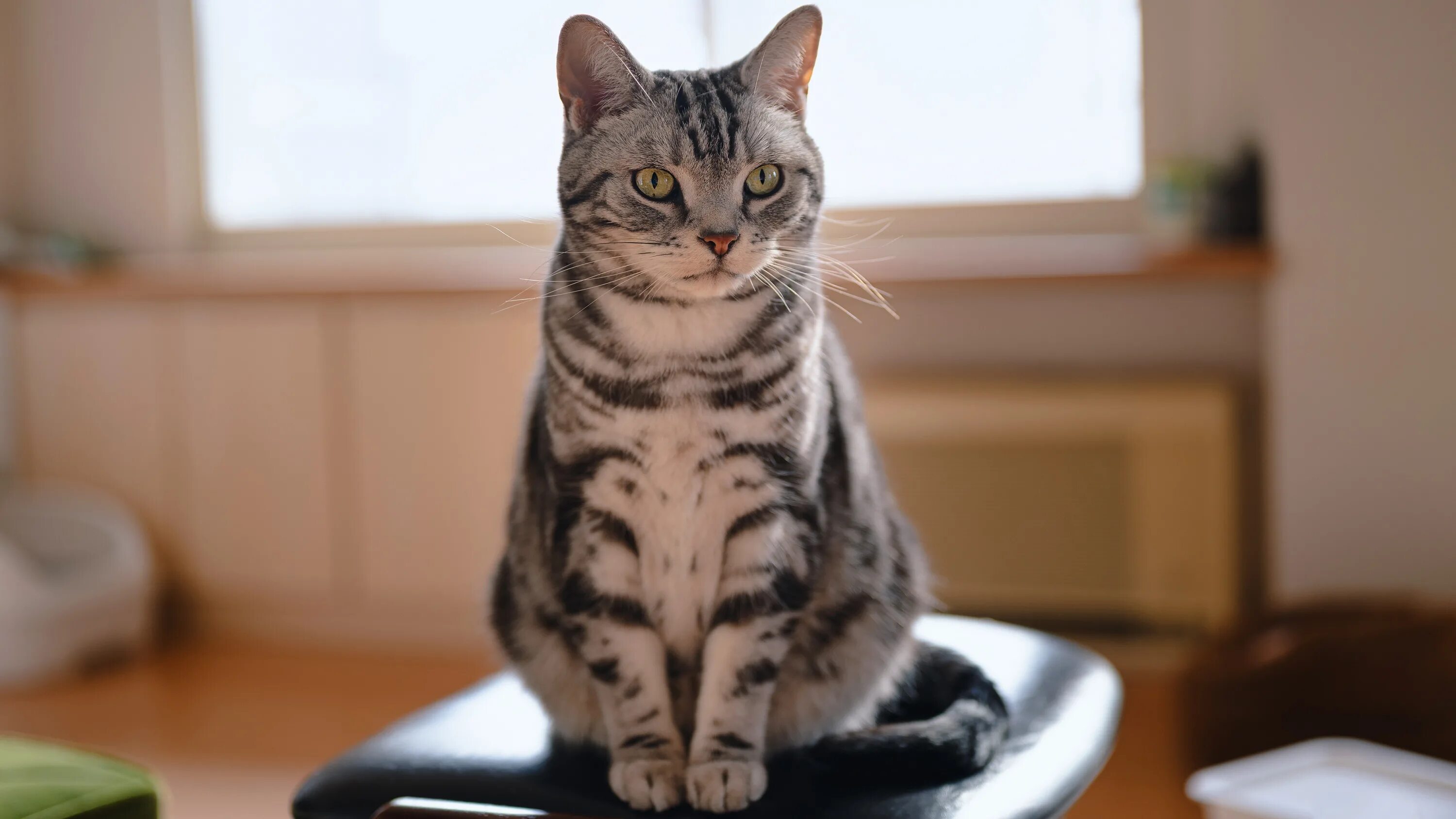 Кот сидит смотрит. Кот серый. котик сидит. сидячий кот. серая кошка сидит.