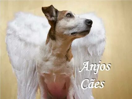 Angel dog