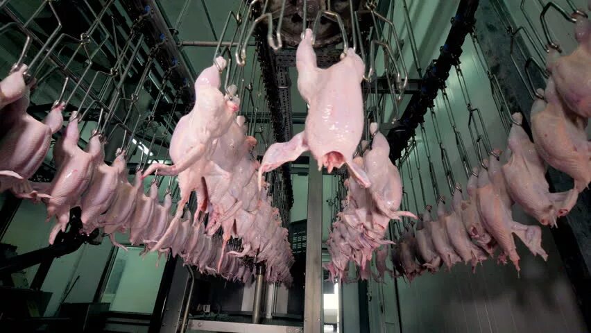 Курица в коптильне. Подвешенная курица. Резиновая курица на машине. Подвешенная курица. Общипанная курица.