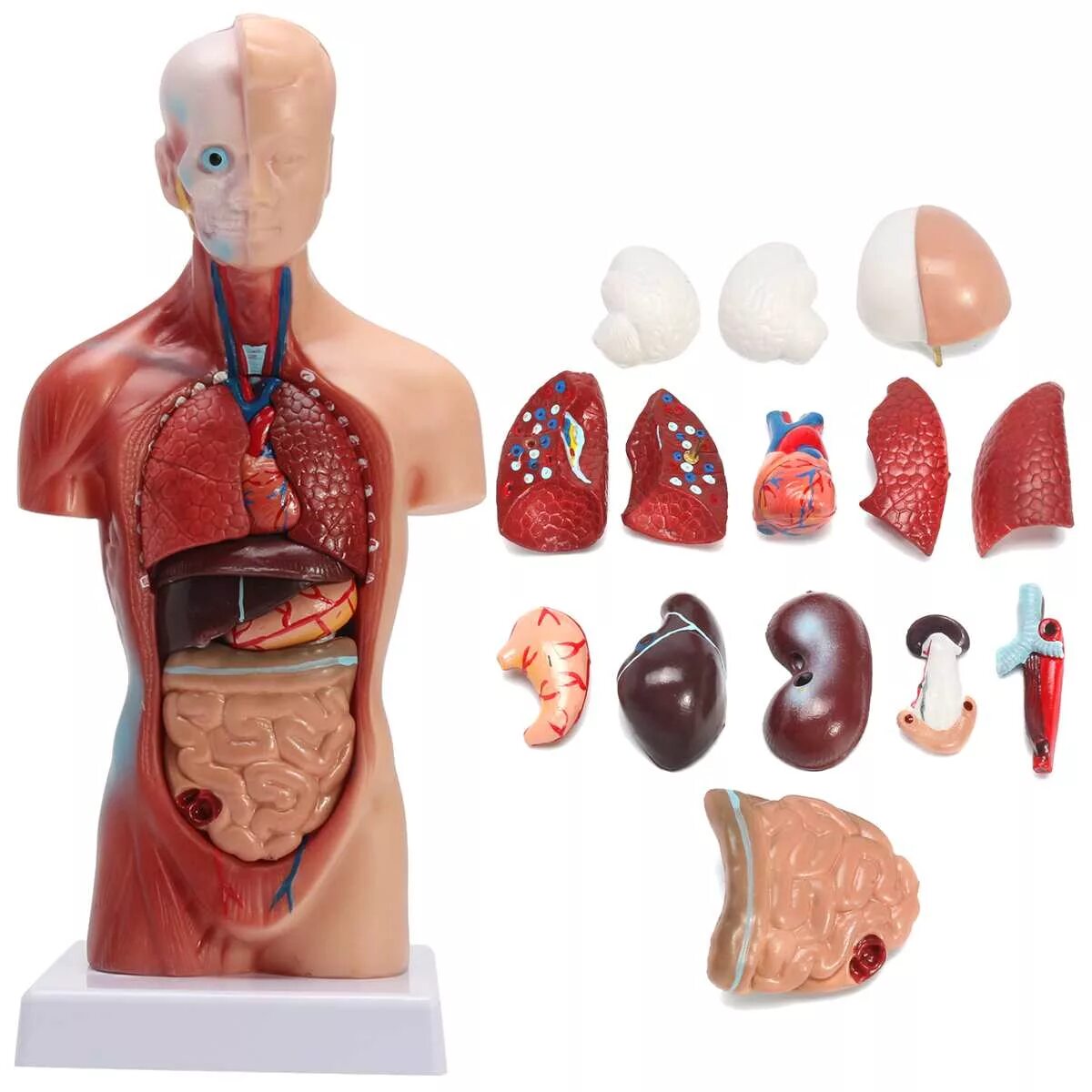 Модель органов человека. Анатомическая модель человеческого тела торс. Муляж внутренних органов человека. Анатомический муляж. Макет человеческого тела.