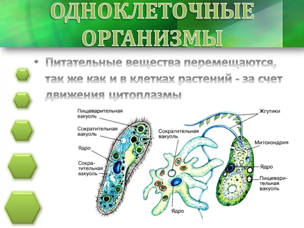 эволюция систем органов животных таблица 10 класс. строение кровеносной системы животных. транспортные системы животных. передвижение веществ у животных схема. транспорт питательных веществ у животных.
