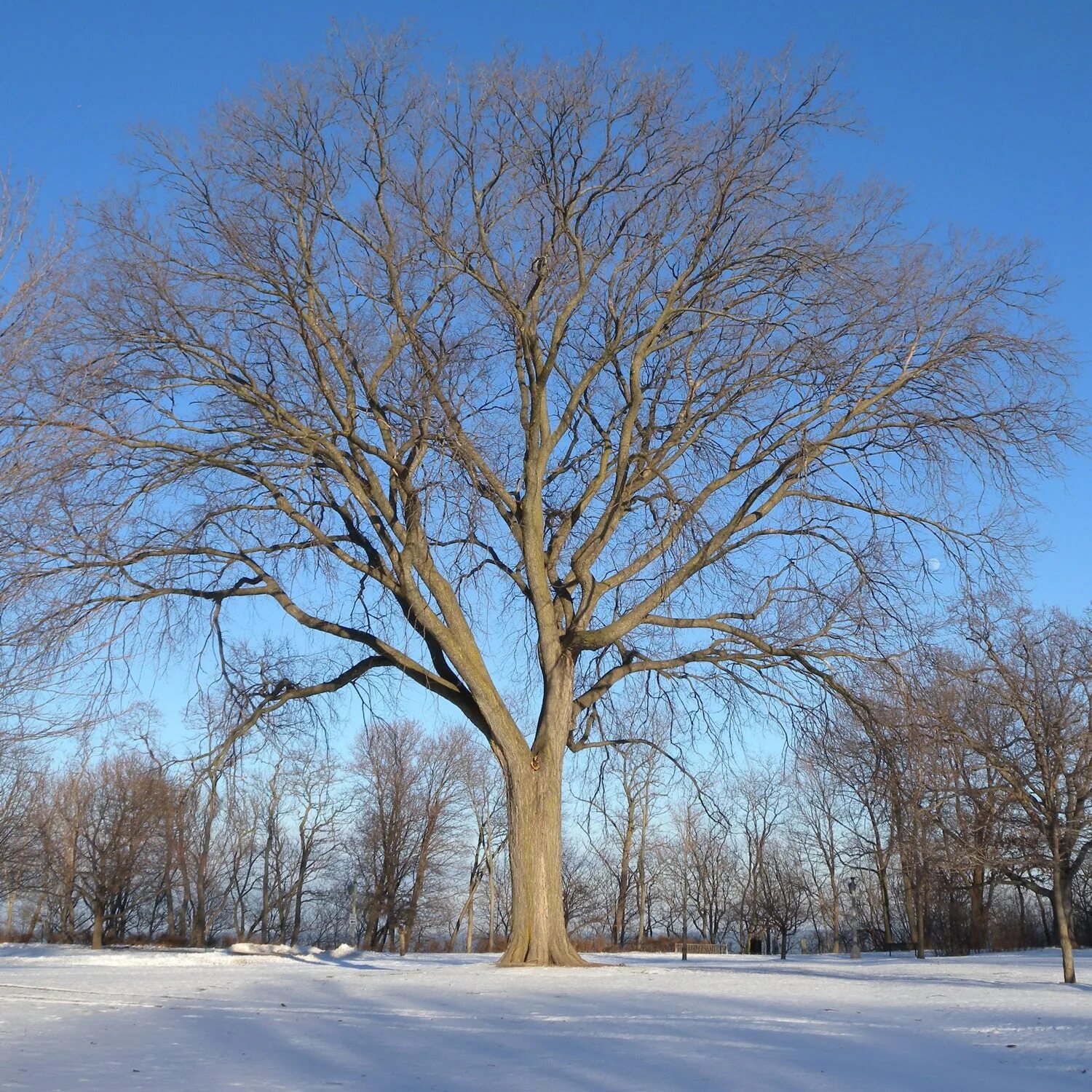 Вяз карагач зимой. Вяз дерево зимой. Карагач дерево зимой. Вяз дерево зимой. Каштан зимой.