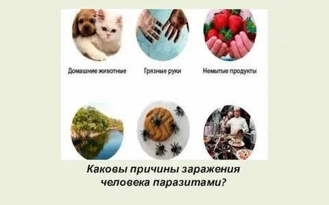 Заражение человека круглыми червями