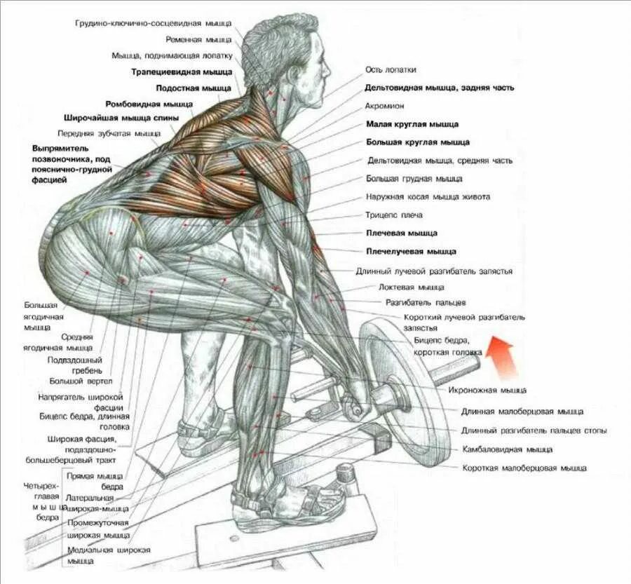 Упражнения на спину анатомия силовых упражнений. Упражнения для прокачки спины в тренажерном зале. Упражнения на широчайшие мышцы спины в тренажерном зале. Упражнения на широчайшие мышцы спины в тренажерном зале для мужчин. Широкая спина упражнения в зале