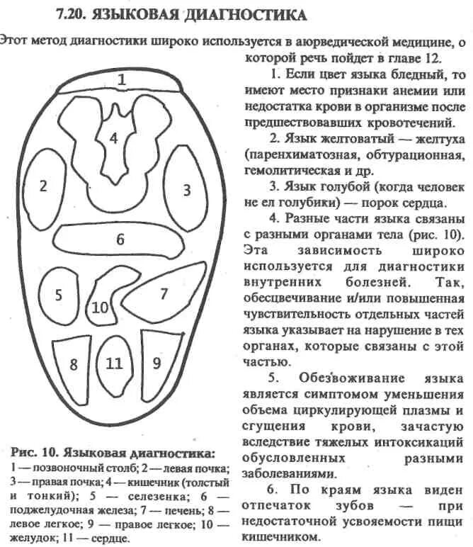 Как определить больной орган. Диагностика болезней по языку. Проекция внутренних органов на языке.