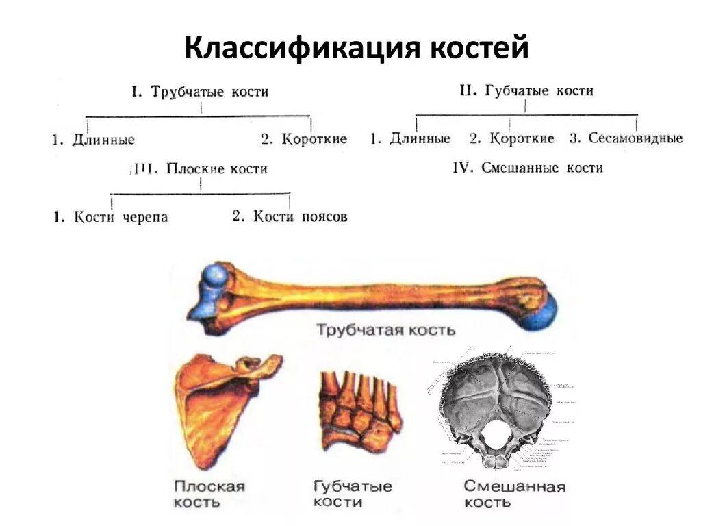 Губчатые кости заполнены. Типы костей губчатые трубчатые. Губчатые кости классификация. Классификация костей трубчатые губчатые смешанные. Классификация костей губчатые кости.