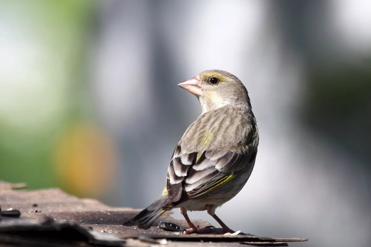 Зеленушка птица фото самка и самец Greenfinches at bird feeder