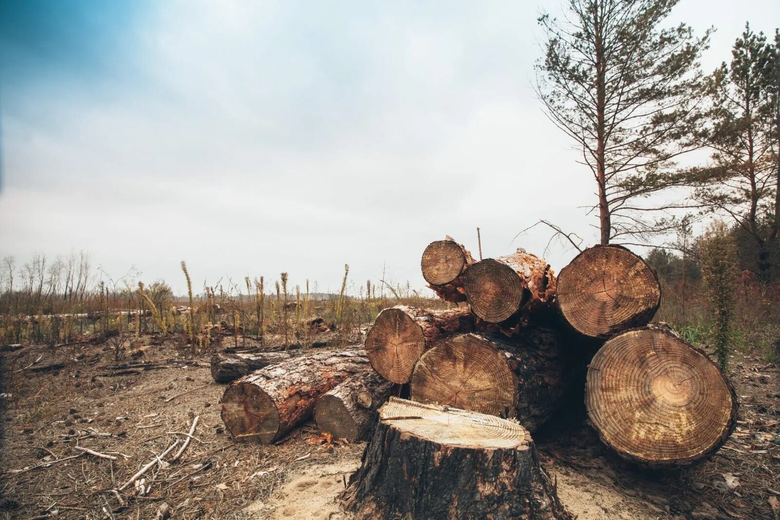 Cut down plant. Вырубка лесов. Срубленные деревья. Рубка деревьев. Срубленный лес.