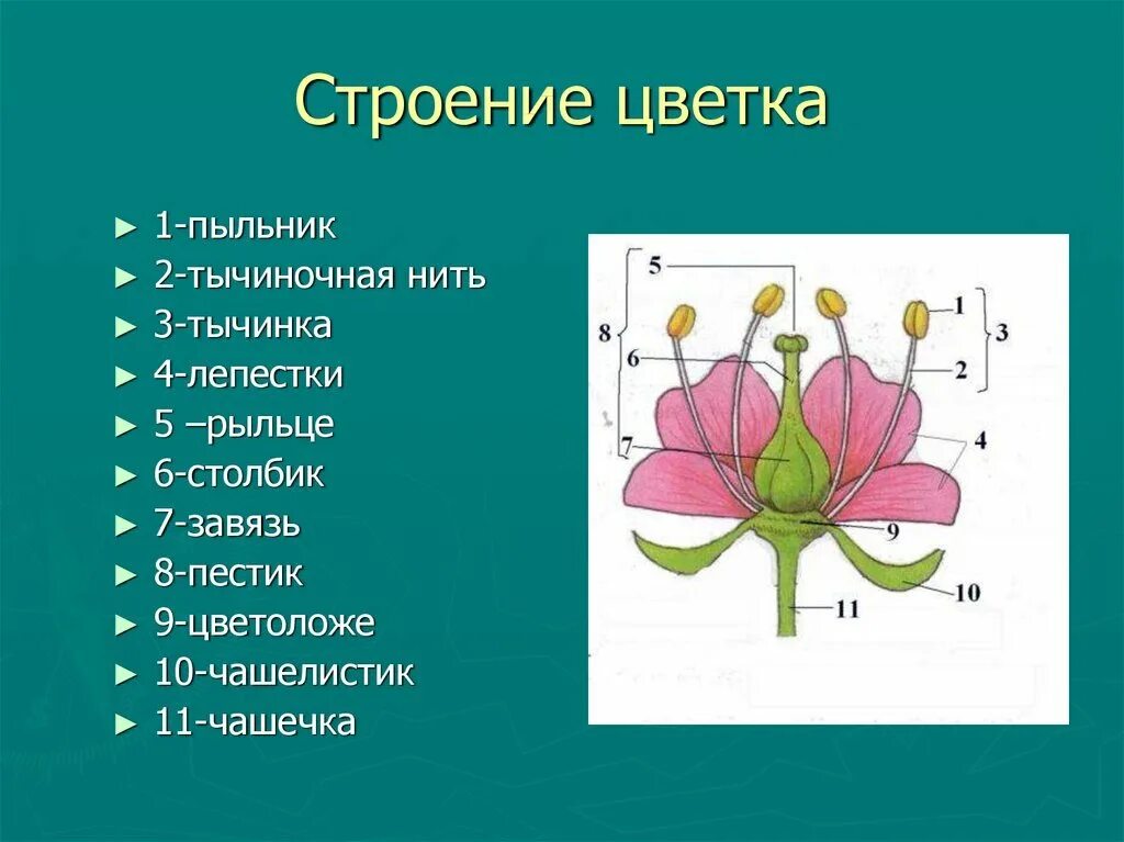 Чашелистик пыльник и завязь на рисунке цветка. Строение цветка пыльник рыльце. Цветоложе венчик. Пыльник тычиночная нить рыльце. Строение пыльника цветковых растений.