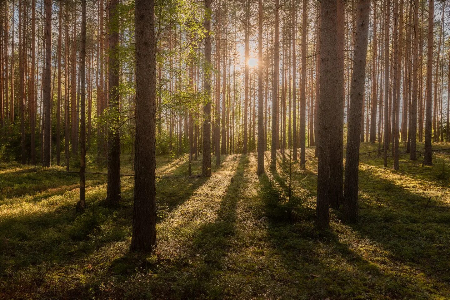 сосновый лес. лес. чем гуще лес тем больше. сосновый лес. чем гуще лес тем больше.
