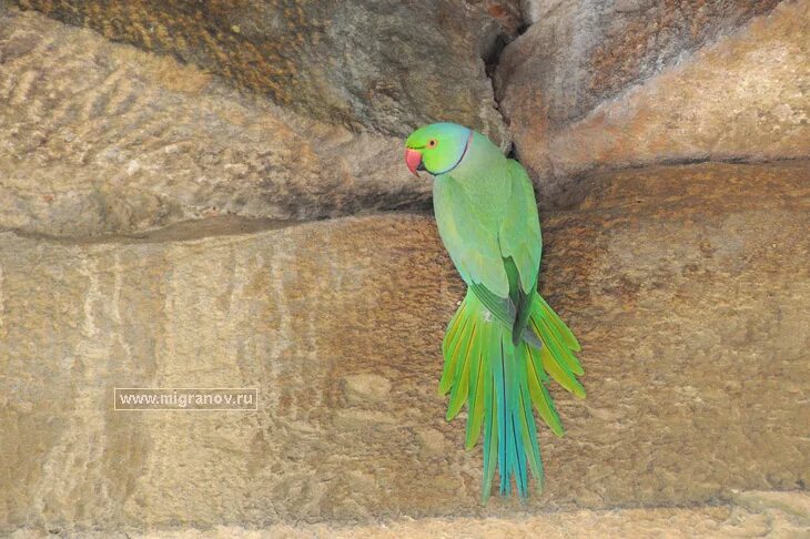 приют зеленый попугай. зелёный попугай ветеринарная клиника. зелёный попугай ветеринарная клиника. зеленый попугай балашиха. зелёный попугай ветеринарная клиника.