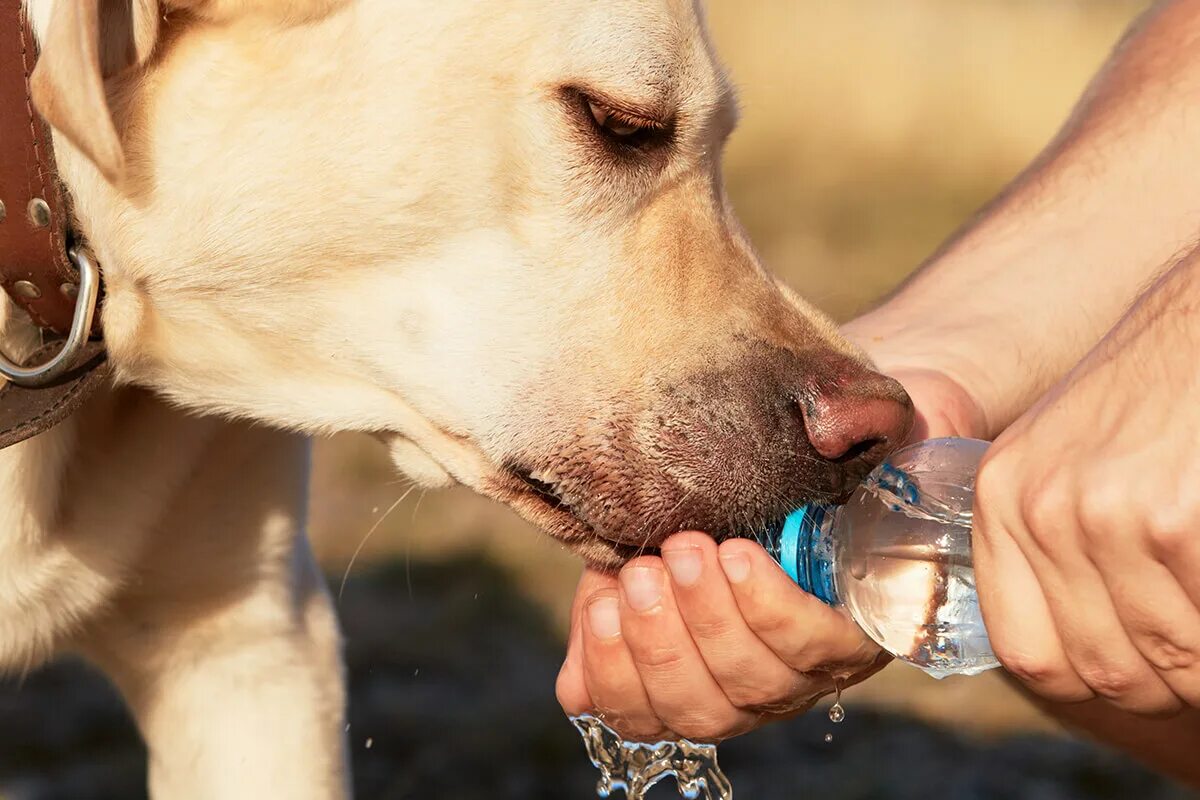 Собака пьющая кровь. Собака пьет. Собака пьет воду. Собака лакает.