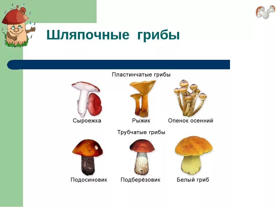 Какие грибы называют шляпочными 7 класс