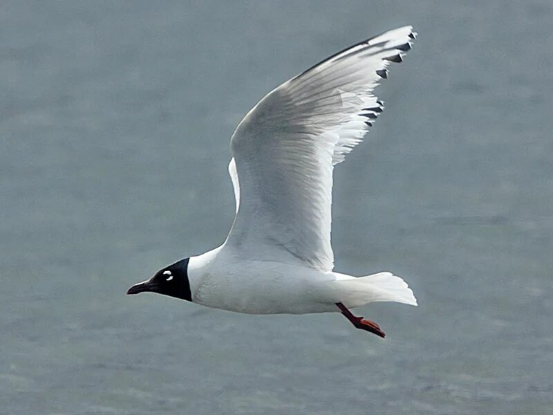 Похожи на чаек с черной головой. Реликтовая Чайка (Larus relictus). Реликтовая Чайка Даурская. Реликтовая Чайка в Забайкалье. Птицы Даурского заповедника реликтовая Чайка.