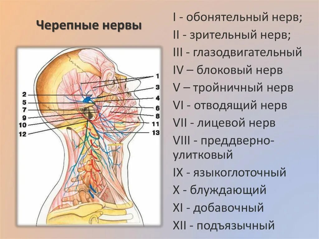 Нервная система черепа человека анатомия. Анатомия нервной системы головы и шеи. Черепные нервы анатомия иннервация. Отдел затылок